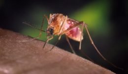 Gli Scienziati Dimostrano Che Le Zanzare Non Sono Portatori di COVID-19